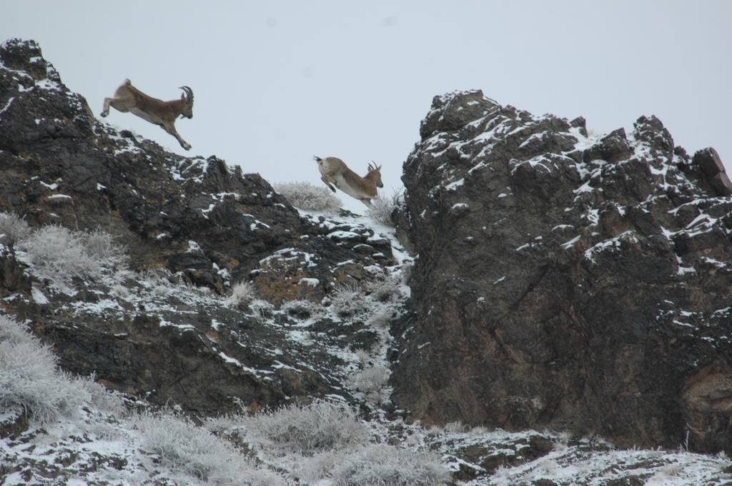 Golden Gobi Hostel & Tours Ουλάν Μπατόρ Εξωτερικό φωτογραφία