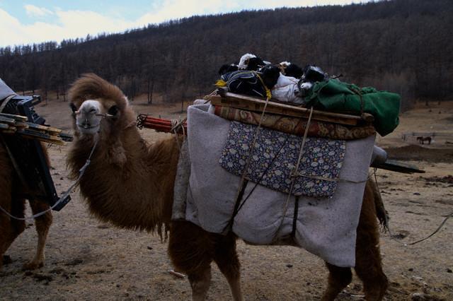 Golden Gobi Hostel & Tours Ουλάν Μπατόρ Εξωτερικό φωτογραφία